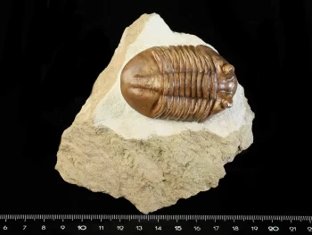 Asaphus cornutus PANDER 1830