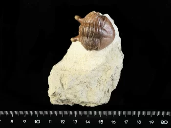 Asaphus intermedius LESSNIKOVA in BALASHOVA 1953