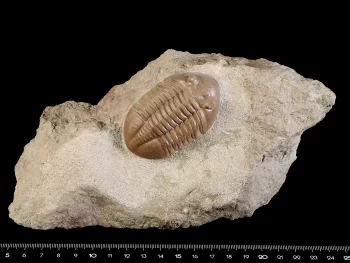 Asaphus lepidurus NIESZKOWSKI 1859