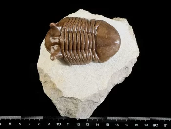 Asaphus punctatus LESSNIKOVA 1949