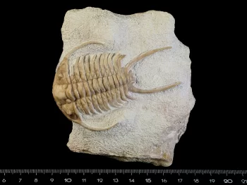 Paraceraurus exsul (BEYRICH 1846)