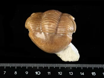 Illaenus sinuatus HOLM 1886