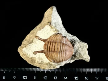 Asaphus kowalewskii LAWROW 1860