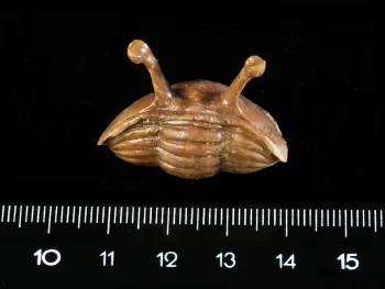 Asaphus kowalewskii LAWROW 1860