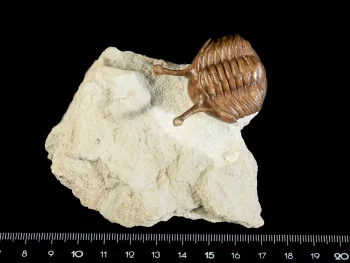 Asaphus kowalewskii LAWROW 1860