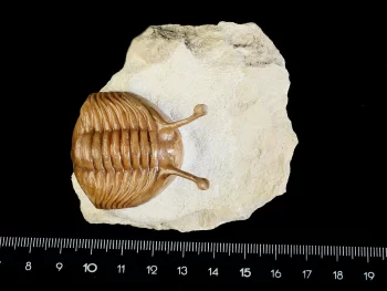 Asaphus kowalewskii LAWROW 1860