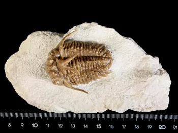 Hoplolichoides conicotuberculatus (NIESZKOWSKI 1859)