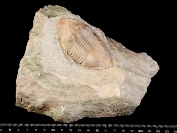 Megistaspidella triangularis (SCHMIDT 1906)