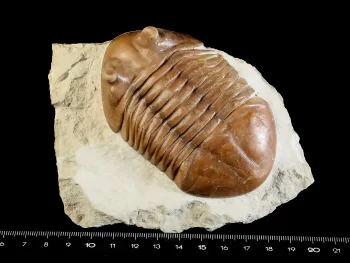 Asaphus cornutus PANDER 1830