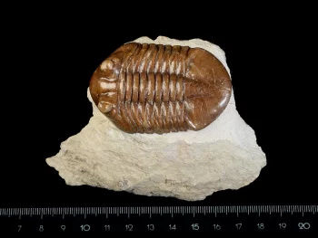 Asaphus cornutus PANDER 1830