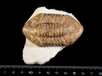 Delphasaphus delphinus (LAWROW 1856)