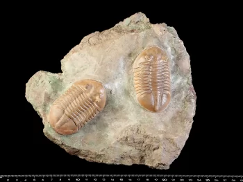 Asaphus lepidurus NIESZKOWSKI 1859