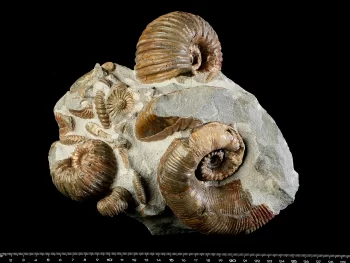 Cheloniceras cf. seminodosum