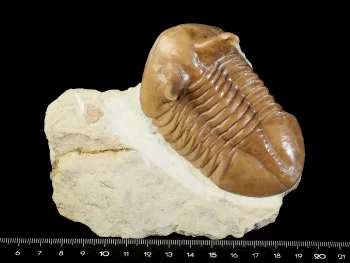 Asaphus punctatus LESSNIKOVA 1949