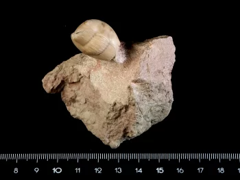 Dysplanus acutigenia JAANUSSON 1957