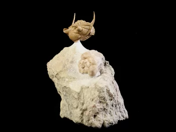 Prochasmops praecurrens (SCHMIDT 1881) with fragment of Hemicosmites sp.