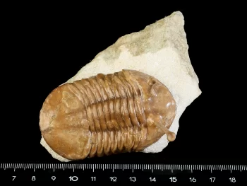 Asaphus kowalewskii LAWROW 1860