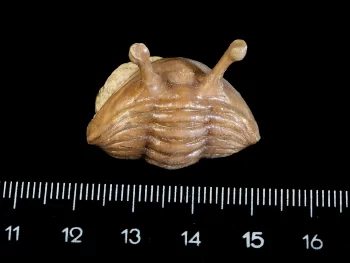 Asaphus kowalewskii LAWROW 1860