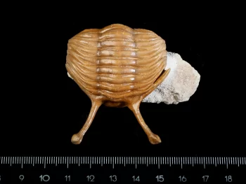 Asaphus kowalewskii LAWROW 1860