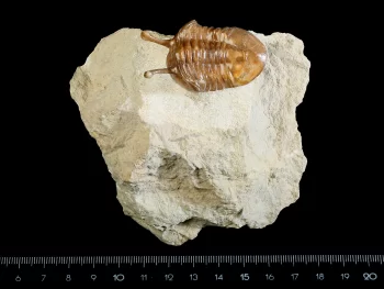 Asaphus kowalewskii LAWROW 1860