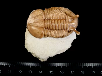 Asaphus kowalewskii LAWROW 1860