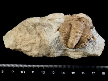 Hoplolichoides conicotuberculatus (NIESZKOWSKI 1859)