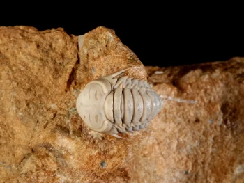 Remopleurides elongatus (SCHMIDT 1894)