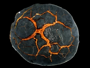 Tabletop - Slice of septaria with yellow calcite (simbircite)