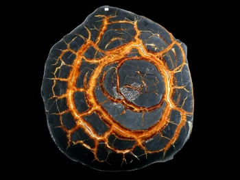 Tabletop - Slice of septaria with yellow calcite (simbircite)