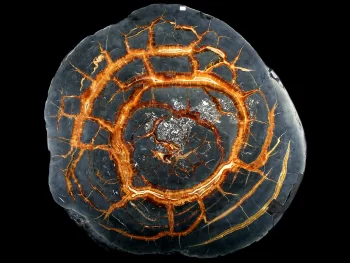 Tabletop - Slice of septaria with yellow calcite (simbircite)