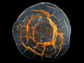 Tabletop - Slice of septaria with yellow calcite (simbircite)