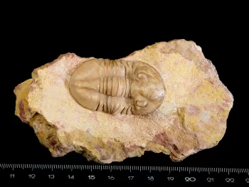 Asaphus broeggeri SCHMIDT 1898