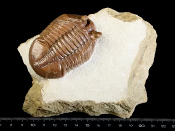 Asaphus holmi SCHMIDT 1898