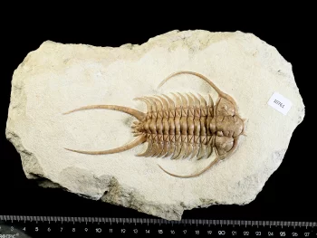 Paraceraurus exsul (BEYRICH 1846)