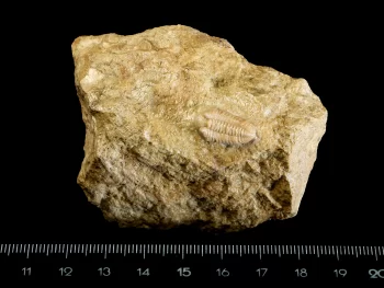 Calymene conf. schmidti MANNIL 1983