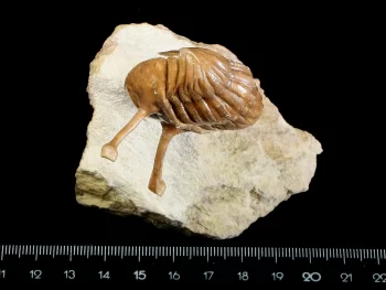 Asaphus kowalewskii LAWROW 1860