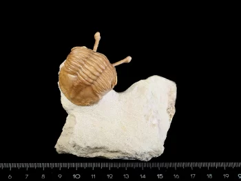 Asaphus kowalewskii LAWROW 1860