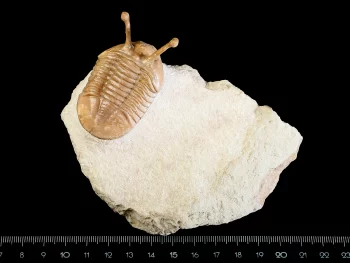 Asaphus kowalewskii LAWROW 1860