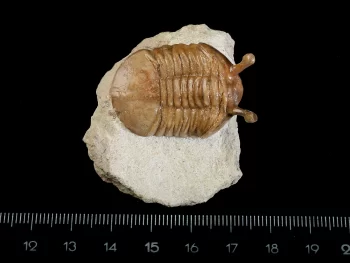 Asaphus kowalewskii LAWROW 1860