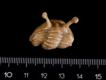 Asaphus kowalewskii LAWROW 1860