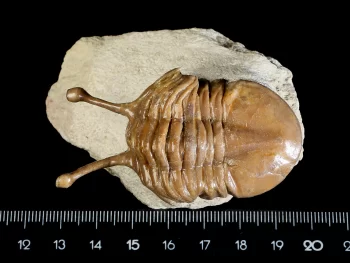 Asaphus kowalewskii LAWROW 1860