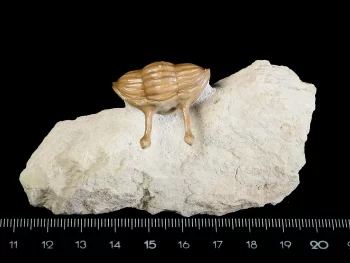 Asaphus kowalewskii LAWROW 1860