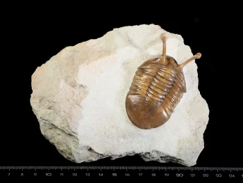 Asaphus kowalewskii LAWROW 1860