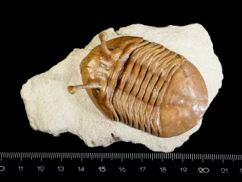 Asaphus kowalewskii LAWROW 1860