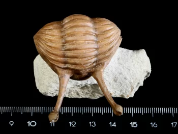 Asaphus kowalewskii LAWROW 1863