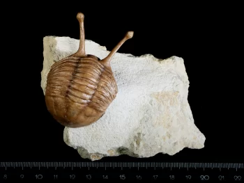 Asaphus kowalewskii LAWROW 1865