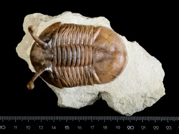 Asaphus kowalewskii LAWROW 1866