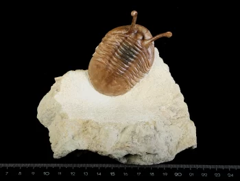 Asaphus kowalewskii LAWROW 1867