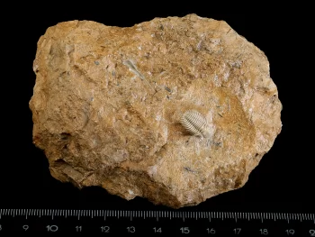 Pseudosphaerexochus pahnschi SCHMIDT 1881