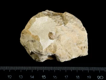 Remopleurides nanus (LEUCHTENBERG 1843)